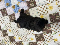 Sam, a male Shihpoo for sale in Athens, WI – Photo 9 of 9