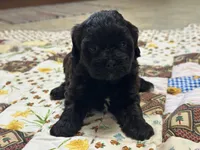 Sam, a male Shihpoo for sale in Athens, WI – Photo 4 of 9