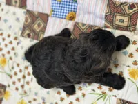 Sam, a male Shihpoo for sale in Athens, WI – Photo 3 of 9