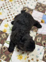 Sam, a male Shihpoo for sale in Athens, WI – Photo 2 of 9