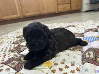 Sam, a male Shihpoo for sale in Athens, WI – Photo 6 of 9