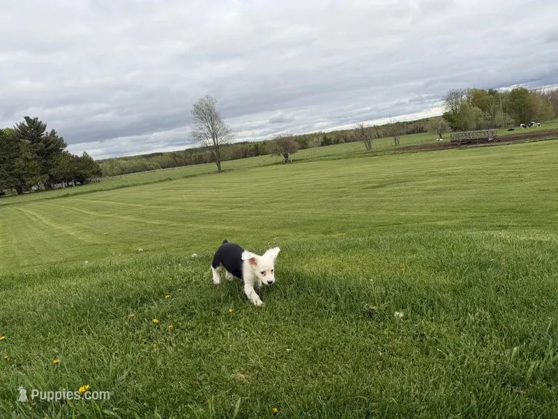 Carole – Cocker Spaniel, Miniature Australian Shepherd puppy for sale in Athens, WI