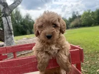 Carlos, a male Miniature Goldendoodle for sale in Athens, WI – 8 of 10