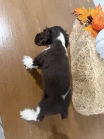 AKC Monica, a female Cocker Spaniel for sale in Athens, WI – 7 of 10