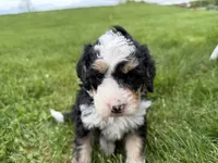 Louie, a male Miniature Bernedoodle for sale in Athens, WI – 4 of 10