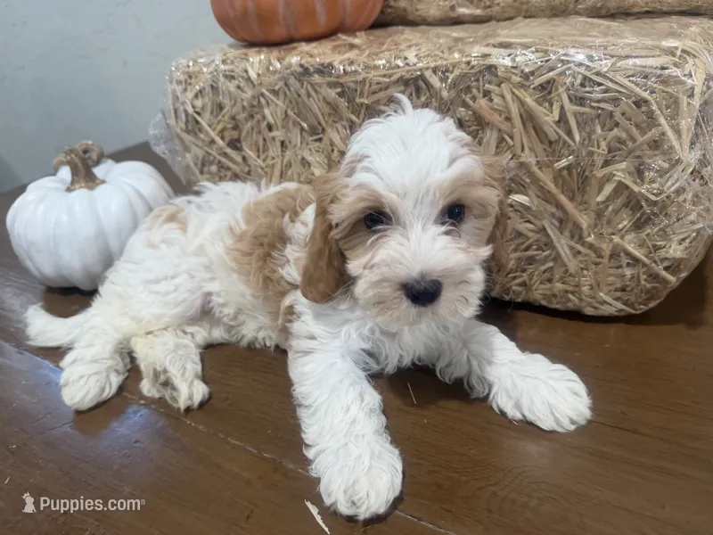 Annie – Cavapoo puppy for sale in Athens, WI