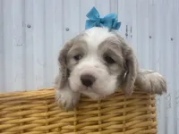 processed/b5532e8e-36a6-40e0-9840-dc4996fa709b/listing/0f2c5d50-3689-4d28-a2cd-77b9d9aa6a42/12910583-ad77-4fc3-b10b-07148e042526