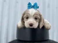 processed/b5532e8e-36a6-40e0-9840-dc4996fa709b/listing/0f2c5d50-3689-4d28-a2cd-77b9d9aa6a42/cc908f2b-9ba2-4b66-a7f8-7e292a550ec2