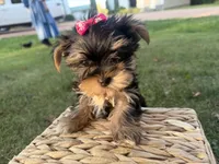 Bopeep , a female Morkie for sale in Athens, WI – 5 of 10