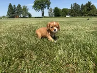 AKC Dixie, a female Cavalier King Charles Spaniel for sale in Athens, WI – 9 of 10