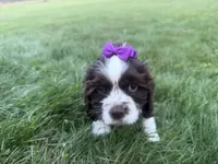 AKC Monica, a female Cocker Spaniel for sale in Athens, WI – 8 of 10