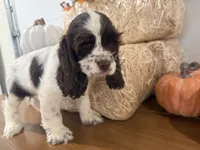 AKC Wren, a female Cocker Spaniel for sale in Athens, WI – 6 of 10
