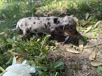 Hattie, a female Miniature Dachshund for sale in Athens, WI – 10 of 10