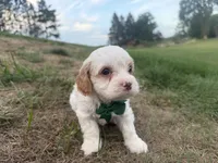 Albert, a male Cavapoo for sale in Athens, WI – 5 of 10