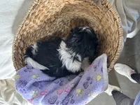 Sandy, a female Shih Tzu for sale in Athens, WI – Photo 10 of 10