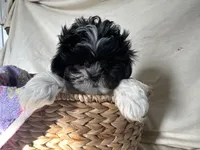 Sandy, a female Shih Tzu for sale in Athens, WI – Photo 8 of 10