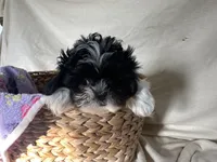 Sandy, a female Shih Tzu for sale in Athens, WI – Photo 6 of 10