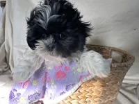 Sandy, a female Shih Tzu for sale in Athens, WI – Photo 9 of 10