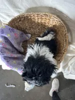 Sandy, a female Shih Tzu for sale in Athens, WI – Photo 2 of 10