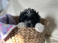 Sandy, a female Shih Tzu for sale in Athens, WI – Photo 1 of 10