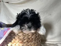 Sandy, a female Shih Tzu for sale in Athens, WI – Photo 5 of 10