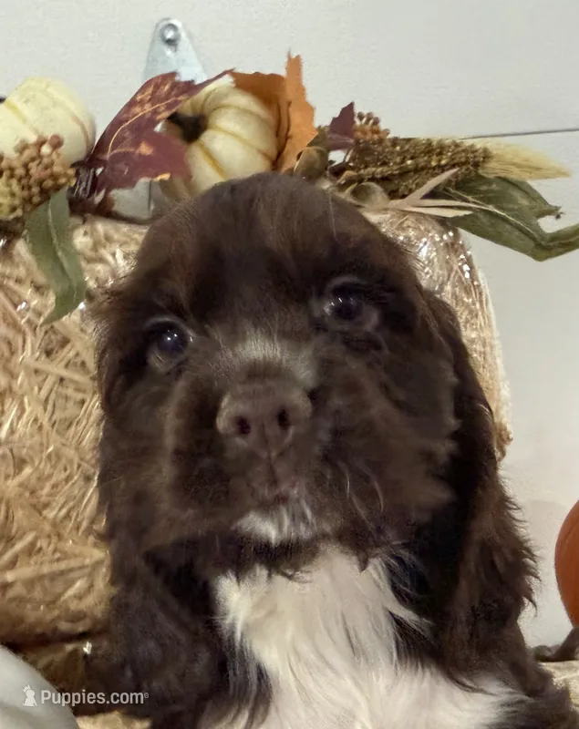 AKC Walker – Cocker Spaniel puppy for sale in Athens, WI