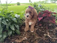 Sunnie, a female Cavapoo for sale in Athens, WI – 4 of 10