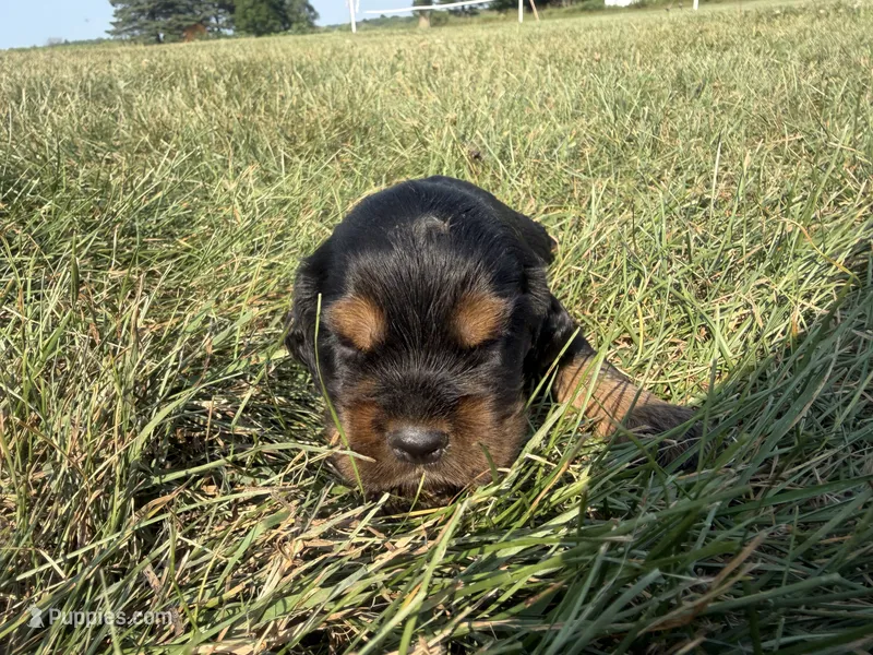 Henry – Cocker Spaniel puppy for sale in Athens, WI