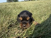 Henry, a female Cocker Spaniel for sale in Athens, WI – 1 of 6