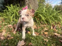 Patty, a female Boston Terrier for sale in Athens, WI – 3 of 10