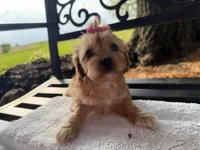 Elane, a female Cavapoo for sale in Athens, WI – 2 of 10