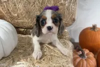 Cece, a female Cavalier King Charles Spaniel for sale in Athens, WI – 9 of 10