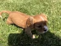 AKC Dixie, a female Cavalier King Charles Spaniel for sale in Athens, WI – 7 of 10