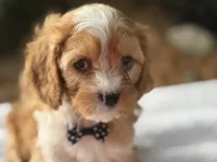 Ernie, a male Cavapoo for sale in Athens, WI – 2 of 10