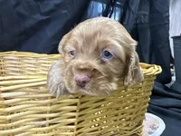 Brandon, a male Cocker Spaniel for sale in Athens, WI – Photo 8 of 10