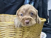 Brandon, a male Cocker Spaniel for sale in Athens, WI – Photo 7 of 10
