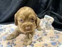 Brandon, a male Cocker Spaniel for sale in Athens, WI – Photo 9 of 10