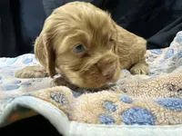 Brandon, a male Cocker Spaniel for sale in Athens, WI – Photo 2 of 10