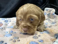 Brandon, a male Cocker Spaniel for sale in Athens, WI – Photo 6 of 10
