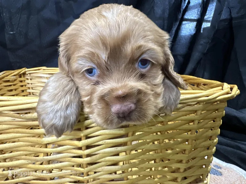 Brandon – Cocker Spaniel puppy for sale in Athens, WI