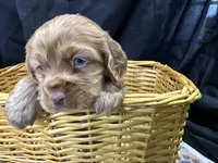 Brandon, a male Cocker Spaniel for sale in Athens, WI – Photo 5 of 10