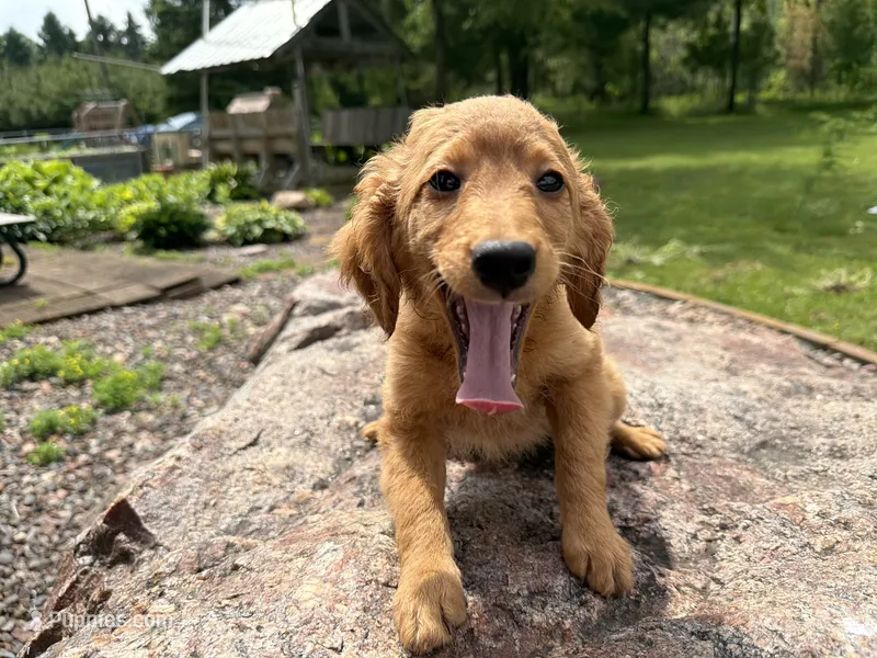 Buster – Miniature Goldendoodle puppy for sale in Athens, WI