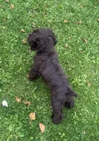 AKC Maverick , a male Cocker Spaniel for sale in Athens, WI – 5 of 10