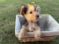 Jessie, a female Morkie for sale in Athens, WI – 7 of 10