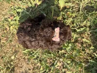 Elle, a female Poodle - Toy  for sale in Athens, WI – 8 of 10