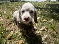 Hudson, a male Miniature Dachshund for sale in Athens, WI – 3 of 10