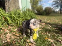 Parker, a male Boston Terrier for sale in Athens, WI – 4 of 10
