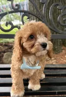 Sully, a male Cavapoo for sale in Athens, WI – 5 of 10