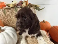 AKC Walker, a male Cocker Spaniel for sale in Athens, WI – 3 of 10