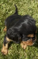 AKC Dora, a female Cavalier King Charles Spaniel for sale in Athens, WI – 3 of 10
